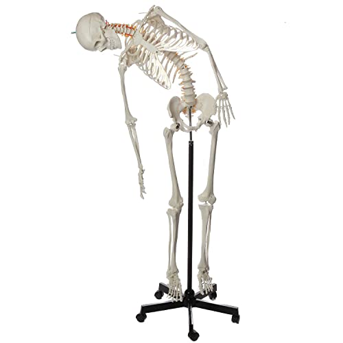 Anatomisches menschliches Skelettmodell – Lebensgröße 180 cm, 206 Knochen, interaktive medizinische Nachbildung mit verstellbarem Rollständer Anatomisches menschliches Skelettmodell – Lebensgröße 180 cm, 206 Knochen, interaktive medizinische Nachbildung mit verstellbarem Rollständer von Generisch