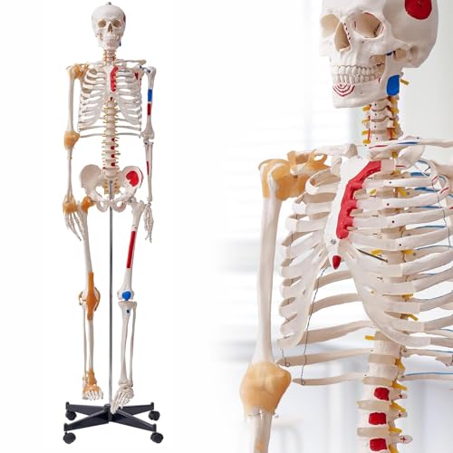 Anatomisches menschliches Skelettmodell mit Muskelmarkierungen für Bildungs- und Lehrzwecke Anatomisches menschliches Skelettmodell mit Muskelmarkierungen für Bildungs- und Lehrzwecke von Generisch