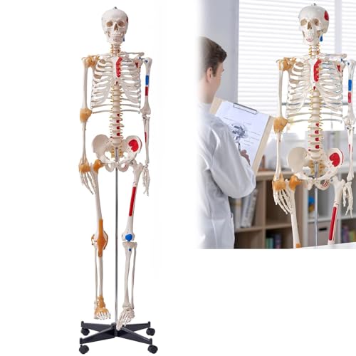 Anatomisches menschliches Skelettmodell mit beweglichen Kiefern und Muskelursprung für Unterricht und Medizinstudium von Generisch
