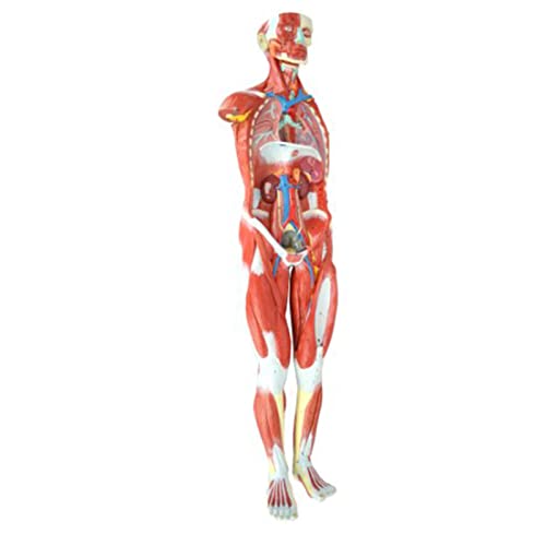 Anatomisches menschliches Torso-Modell, 27-teilig, 1/2 Lebensgröße, pädagogisches Lehrwerkzeug für Lernen und Anatomiestudien von Generisch