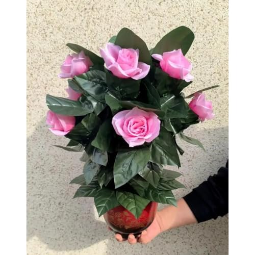 Blühende Orangen – Fernbedienung (10 Orangen, Batterie-Version) Zaubertricks erscheinen verschwinden Magia Bühnenparty Hochzeit Requisite Komödie (10 Stück rosa Rose) von Generisch