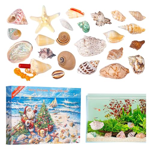 Countdown -Kalender - 24 Tage Seashell Learning Kit, 35x25x5.3cm Bildungssammlungsbox, Marine Shell Model Set | Weihnachten Daily Activity Family Party School Klassenzimmer Science Discovery Toy Spiel von Generisch