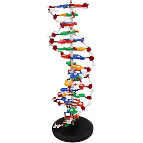 DNA Doppelhelix-Molekularmodellbausatz, abnehmbar und drehbar für verbessertes Lernen, ideal für medizinische Ausbildung und wissenschaftlichen Unterricht von Generisch