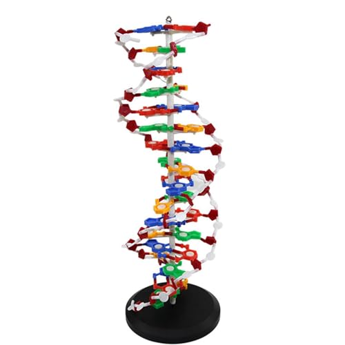 DNA Doppelhelix Molekularmodellbausatz, drehbare Basis für verbessertes Lernen, ideal für medizinische Ausbildung und wissenschaftlichen Unterricht von Generisch