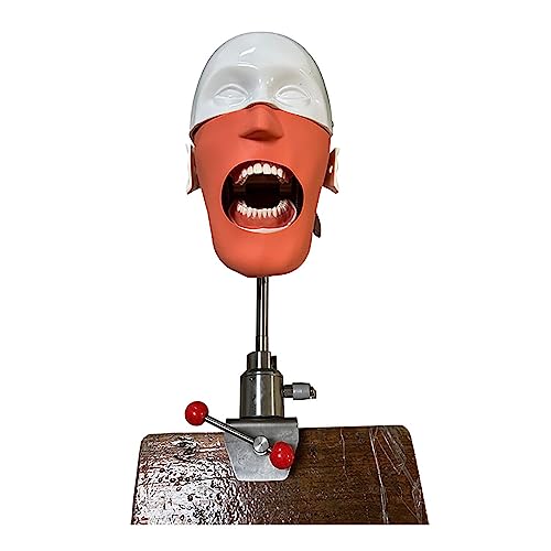 Dental Phantomkopf Modell, Dental Manin Head Simulator Unit with Bench Mount, Safe and Odorless, for Dentists Dental Assistants von Generisch