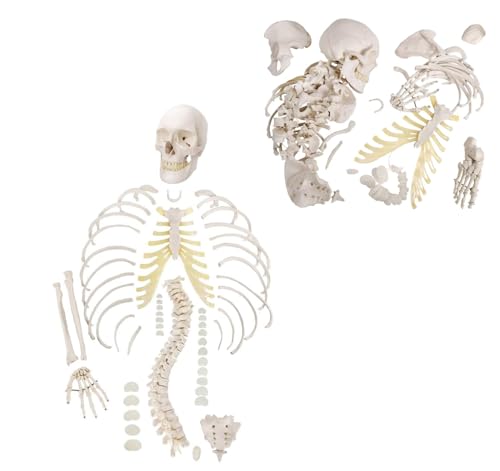 Disartikuliertes menschliches Skelettmodell für Anatomiestudium, lebensgroß mit beweglicher Hand und Fuß für detailliertes Lernen Disartikuliertes menschliches Skelettmodell für Anatomiestudium, lebensgroß mit beweglicher Hand und Fuß für detailliertes Lernen von Generisch