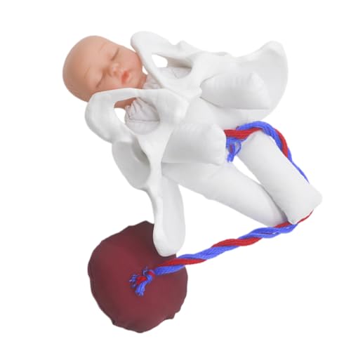 Generisch 1 Set Entbindungsbeckenmodell Beckenmodell Praxismodell Medizinstudenten Becken Lehrgeburtsmodell Hebammen Trainingsmodell Geburtsmodell Pvc Generisch 1 Set Entbindungsbeckenmodell Beckenmodell Praxismodell Medizinstudenten Becken Lehrgeburtsmodell Hebammen Trainingsmodell Geburtsmodell Pvc von Generisch