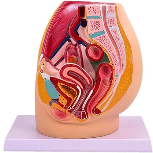 Generisch 1:1 lebensgroßes Becken Reproduktionsanatomie Modell, männliches und weibliches Becken Sagittalmodell, Uterusmodell für medizinische Studien und Lehre,Female von Generisch