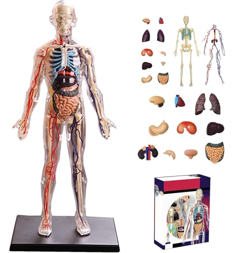 Generisch 1:6 Menschliche Anatomie Torso Modell, ganzer Körper transparent menschlichen medizinischen Modell, für Halloween Physiologie Geschenke für Kinder ab 8 Jahren von Generisch