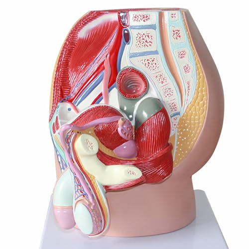 Generisch 3 Stück männliche Becken Anatomie Modell, 3D männliche Sagittal Anatomie, Becken Anatomie Modell männliche Genitalien Anatomie perfekt für medizinische Lehre und Anzeige Generisch 3 Stück männliche Becken Anatomie Modell, 3D männliche Sagittal Anatomie, Becken Anatomie Modell männliche Genitalien Anatomie perfekt für medizinische Lehre und Anzeige von Generisch