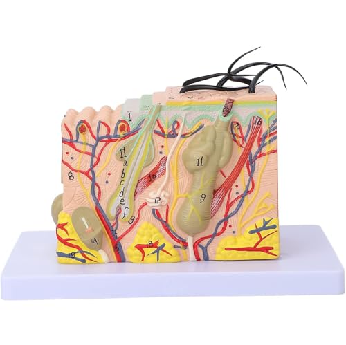 Generisch 3D Hautmodell, 35x 50x 70x Anatomisches Modell der menschlichen Haut, Follikel-Verstärkung menschlicher Haut Anatomie-Modell für Klassenzimmer Display, Schulbedarf für den Unterricht,30X von Generisch