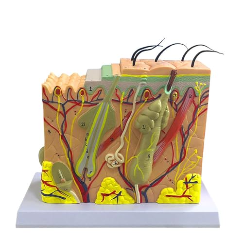 Generisch 3D Hautmodell, 35x 50x 70x Anatomisches Modell der menschlichen Haut, Follikel-Verstärkung menschlicher Haut Anatomie-Modell für Klassenzimmer Display, Schulbedarf für den Unterricht,50X von Generisch