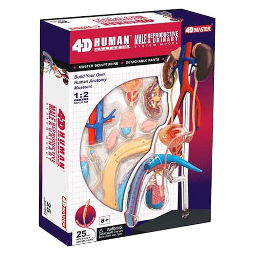 Generisch 4D Männliches Reproduktionssystem Modell, menschlicher Körper anatomisches Modell, 1: 2 Männliches Reproduktionssystem Wissenschaft zusammengebautes Spielzeug 25 Abnehmbarer Unterricht von Generisch
