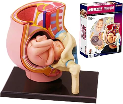 Generisch 4D Menschliches Schwangerschaft Becken Anatomiemodell, Eierstockmodell, 27 Modelle Abnehmbare Medizin Teile, mit Schwangerschaft 9 Monate Baby Fötus Modell, für Geburtserziehung Tools Generisch 4D Menschliches Schwangerschaft Becken Anatomiemodell, Eierstockmodell, 27 Modelle Abnehmbare Medizin Teile, mit Schwangerschaft 9 Monate Baby Fötus Modell, für Geburtserziehung Tools von Generisch