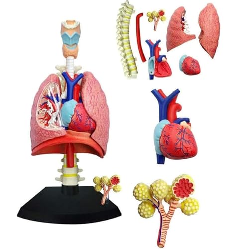 Generisch 4D-Modell des Atmungssystems Lungenmodell Anatomisches, Modell des menschlichen Herzens und der Lunge 21 abnehmbare Teile für den medizinischen Unterricht Generisch 4D-Modell des Atmungssystems Lungenmodell Anatomisches, Modell des menschlichen Herzens und der Lunge 21 abnehmbare Teile für den medizinischen Unterricht von Generisch