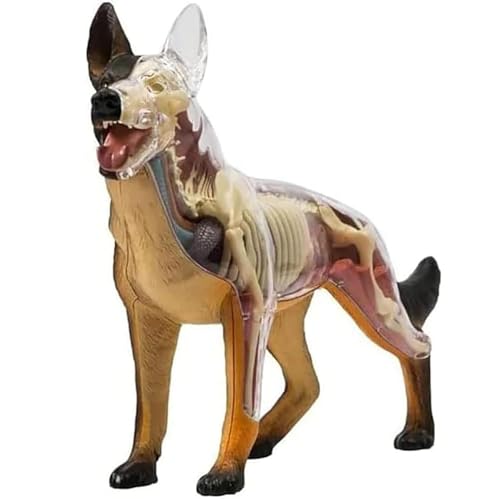 Generisch 4D Vision Hund Anatomie Modell, Wolf Hund Skelett Anatomie Montage Modell, 29 Stück abnehmbare Organe Körperteile Lehre Tier Anatomie von Generisch
