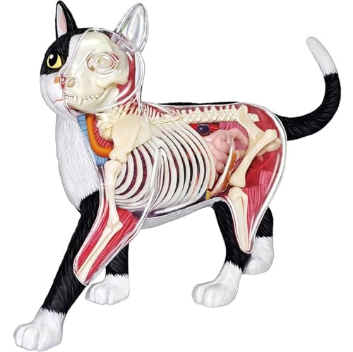 Generisch 4D Vision Katze Anatomie Modell, 28 Teile für Tier Lehre Demonstration Katze Modell Anatomie, Werkzeug Tier Veterinär Ausbildung für Tier Lehre Demonstration von Generisch