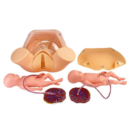 Generisch Anatomie Geburt Simulator Manikin Geburt Demonstration, Geburt Simulator Leben Größe Becken anatomische Modell umfasst Modelle von Baby Uterus Fruchtblase Becken und Plazenta Generisch Anatomie Geburt Simulator Manikin Geburt Demonstration, Geburt Simulator Leben Größe Becken anatomische Modell umfasst Modelle von Baby Uterus Fruchtblase Becken und Plazenta von Generisch