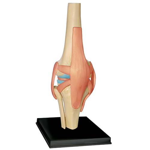 Generisch Anatomie Modell 4D Kniegelenk Modell Menschliches Körper Modell Bildungsmodell Menschliches Skelett Anatomie Modell für die medizinische Ausbildung Ausbildungshilfe Generisch Anatomie Modell 4D Kniegelenk Modell Menschliches Körper Modell Bildungsmodell Menschliches Skelett Anatomie Modell für die medizinische Ausbildung Ausbildungshilfe von Generisch