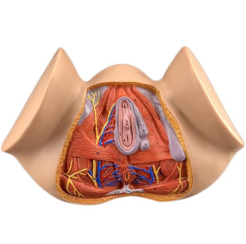 Generisch Anatomisches Modell des weiblichen Dammes, Modell der menschlichen Anatomie, Modell der gynäkologischen Anatomie, Modell der weiblichen Reproduktionsorgane, Modell der Organe Generisch Anatomisches Modell des weiblichen Dammes, Modell der menschlichen Anatomie, Modell der gynäkologischen Anatomie, Modell der weiblichen Reproduktionsorgane, Modell der Organe von Generisch