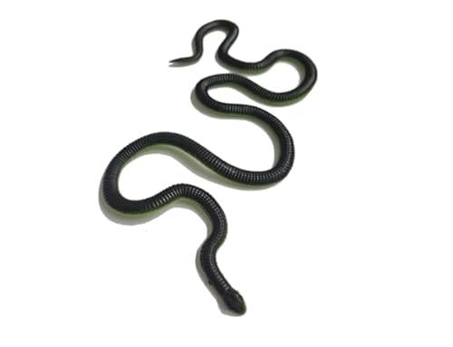 Generisch Blue Ocean Snakes Planet Wow Sammelfiguren 2024 - Figur 15 - Boomslang Generisch Blue Ocean Snakes Planet Wow Sammelfiguren 2024 - Figur 15 - Boomslang von Generisch