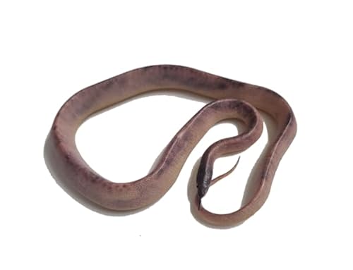 Generisch Blue Ocean Snakes Planet Wow Sammelfiguren 2024 - Figur 16 - Inlandtaipan Generisch Blue Ocean Snakes Planet Wow Sammelfiguren 2024 - Figur 16 - Inlandtaipan von Generisch