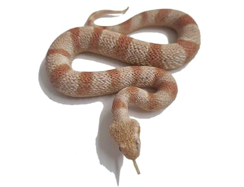 Generisch Blue Ocean Snakes Planet Wow Sammelfiguren 2024 - Figur 19 - Wüsten Hornviper Generisch Blue Ocean Snakes Planet Wow Sammelfiguren 2024 - Figur 19 - Wüsten Hornviper von Generisch