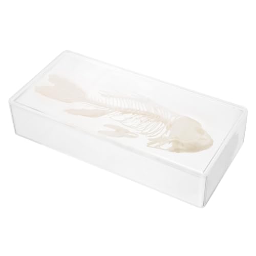 Generisch Exemplar Eines Fischskeletts Tank Tiere Stand Fischbecken Gefälschter Fisch Schwebend Künstlicher Farn Aquarium Perlen Aufkleber Roboterfisch Bausatz Anlage Plastik von Generisch