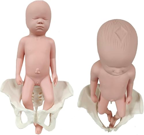 Generisch Geburt Demonstration Becken Modell, Lebensgröße weibliche Becken Baby-Modell mit Beckenboden Muskeln Modell für Wissenschaft Bildung, Gynäkologie, Lehre,Male von Generisch
