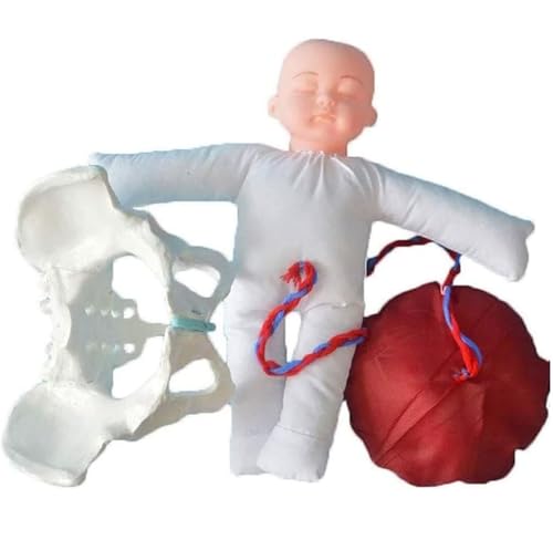 Generisch Geburt Demonstration Becken Modell - Weibliches Becken Geburt Modell mit Baby, Nabelschnur, Plazenta, Gynäkologie Lehre Anatomie Modell von Generisch