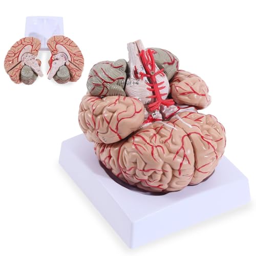 Generisch Lebensgroßes 8-teiliges menschliches Gehirnmodell, Gehirnmodell für Neurowissenschaften, farbkodierte Arterien, anatomisches Gehirn-Lehrmodell für pädagogische Anatomie-Anzeigemodelle Generisch Lebensgroßes 8-teiliges menschliches Gehirnmodell, Gehirnmodell für Neurowissenschaften, farbkodierte Arterien, anatomisches Gehirn-Lehrmodell für pädagogische Anatomie-Anzeigemodelle von Generisch