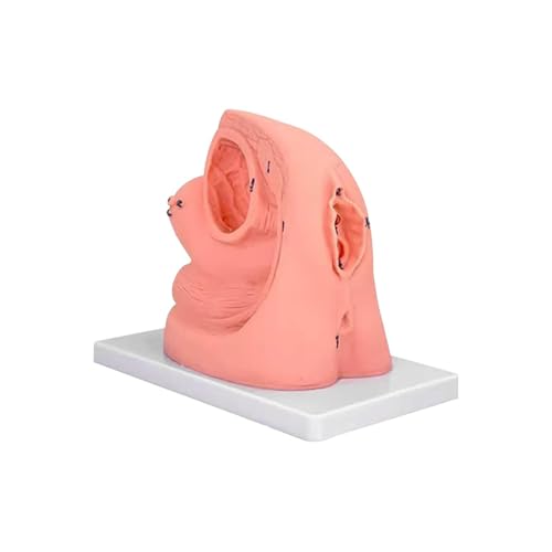 Generisch Männlich-weiblich Harnröhrenkatheterisierung Training Simulator Modell - Vereinfachte Harnröhreneinführung Modell mit männlich-weiblich internen und externen Genitalien Anatomie,Male Generisch Männlich-weiblich Harnröhrenkatheterisierung Training Simulator Modell - Vereinfachte Harnröhreneinführung Modell mit männlich-weiblich internen und externen Genitalien Anatomie,Male von Generisch