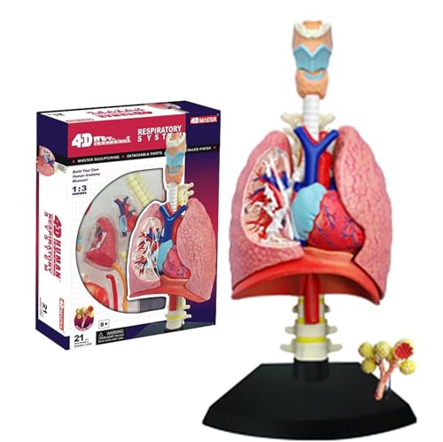 Generisch Menschliche Lunge Anatomie Modell, 4D Atmungssystem Modell, 21 abnehmbare Teile, Puzzle Assembling Spielzeug, Lehr-Modell, 11,4 * 10,6 * 20cm von Generisch