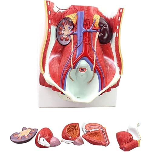 Generisch Menschliches Harnsystem Modell Menschliches männliches weibliches Harnsystem Modell Niere Anatomie Modell Medizinisches Organ Lehrkit, Medizinisches Anatomiemodell von Generisch