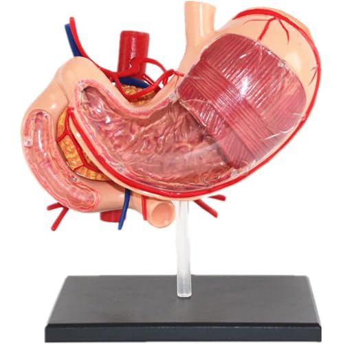 Generisch Realistisches 4D Magen Anatomie Modell, Menschliches Organ Anatomisches Modell, Magen Anatomie Magen Modellfür Medizinische Ausbildung & Studium Generisch Realistisches 4D Magen Anatomie Modell, Menschliches Organ Anatomisches Modell, Magen Anatomie Magen Modellfür Medizinische Ausbildung & Studium von Generisch