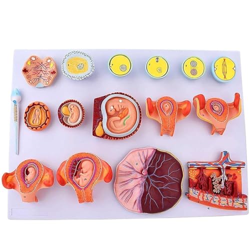 Generisch Tissue Embryo Education Demonstration Modell, Ei Befruchtung und Entwicklung Prozess Modell, 16 Teile für Studenten Anatomie Biologie Generisch Tissue Embryo Education Demonstration Modell, Ei Befruchtung und Entwicklung Prozess Modell, 16 Teile für Studenten Anatomie Biologie von Generisch