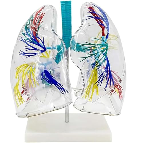 Generisch Transparentes anatomisches Modell der Lunge mit Bronchialbaumstruktur und Standfuß Anatomiemodell des Atmungssystems für die Lehrvorführung Generisch Transparentes anatomisches Modell der Lunge mit Bronchialbaumstruktur und Standfuß Anatomiemodell des Atmungssystems für die Lehrvorführung von Generisch