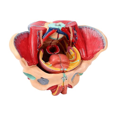 Generisch Weibliche Becken Anatomie Modell abnehmbar 4 Teile weibliche Becken Modell Genitalien vaskuläre neuromuskuläre Uterus Mensch für Bildung Studie menschliche Anatomie Lehre von Generisch