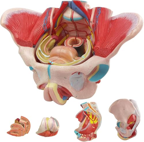 Generisch Weibliche Becken Modell - 1:1 Life Size Becken Anatomie Modell, abnehmbare Organe mit Beckenboden Muskeln, Gefäße Nerven & reproduktive für Bildung Studie von Generisch