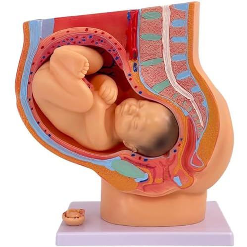 Generisch Weibliche Schwangerschaft Becken Anatomie Modell mit Neun-Monats-abnehmbaren Fötus Modell, Childbirth Education Modell für den Schulunterricht & Geburtshilfe von Generisch