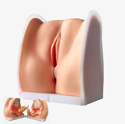 Generisch Weibliche gynäkologische Manikin Modell, weibliche Genitalien Anatomie Modell menschliche Modell Iud Ausbildung Modell mit genauen Anatomie Struktur geeignet für den Unterricht von Generisch