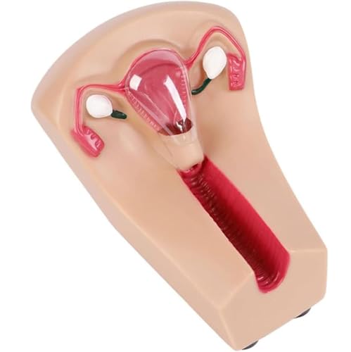 Generisch Weibliches intrauterines Verhütungs- und Trainingsmodell - IUP-Simulator Ausbildungsmodell für Krankenpflegeschüler in der Geburtshilfe und Gynäkologie Generisch Weibliches intrauterines Verhütungs- und Trainingsmodell - IUP-Simulator Ausbildungsmodell für Krankenpflegeschüler in der Geburtshilfe und Gynäkologie von Generisch