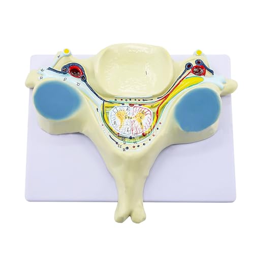 Generisch Wirbelsäulenanatomie, erweiterter Querschnitt der Wirbelsäule, vergrößertes Modell des 5. Halswirbels, 40 beschriftete anatomische Strukturen und detaillierte innere Strukturen von Generisch
