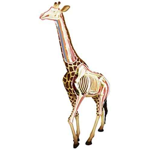 Giraffe Anatomie Modell - 27 Organe Pädagogisches Skelett Wissenschaftsmodell für Forschung und Ausstellung Giraffe Anatomie Modell - 27 Organe Pädagogisches Skelett Wissenschaftsmodell für Forschung und Ausstellung von Generisch