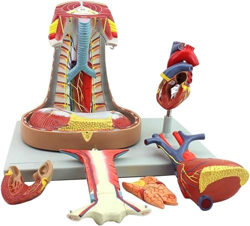 Herzmodell, lebensgroßes menschliches Mediastinum-Modell für Wissenschaft, Klassenzimmer, Studien-Display – großes funktionierendes Herzmodell für Kardiologie-Studien, Sternum Thymus anatomische Hilfe Herzmodell, lebensgroßes menschliches Mediastinum-Modell für Wissenschaft, Klassenzimmer, Studien-Display – großes funktionierendes Herzmodell für Kardiologie-Studien, Sternum Thymus anatomische Hilfe von Generisch