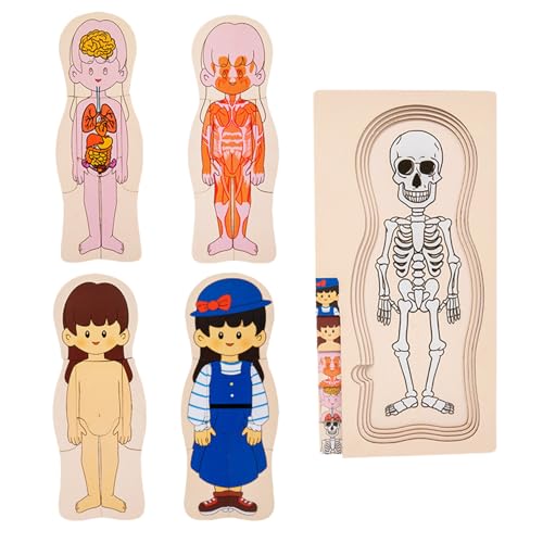 Hölzerner menschlicher Körper - Puzzle Anatomisches Modell, Lernspiel | Interaktive Übung mit kreativer Form farbenfrohe Bildungsheimschule Kinderzimmerstudie motorische Entwicklung Bildung Spaß von Generisch