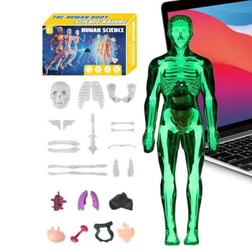 Human Body Model - 11 Inch Anatomical Torso Toy for Science Education, Interactive Learning with Assembly Function, Anatomy Kit for Students, Home, School, Homeschooling, Educational Use von Generisch