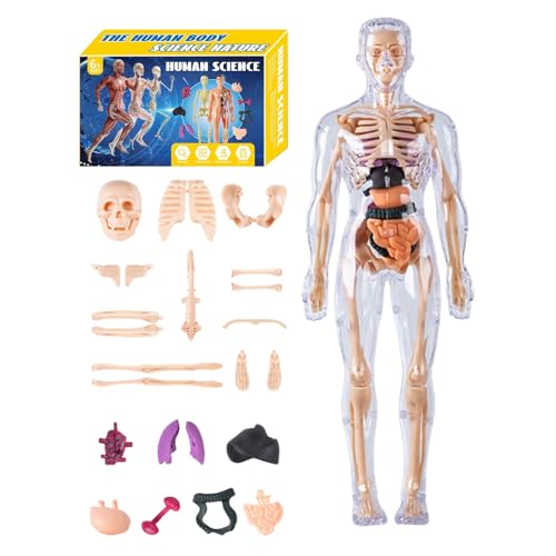 Human Body Model - 11 Inch Anatomical Torso Toy for Science Education, Interactive Learning with Assembly Function, Anatomy Kit for Students, Home, School, Homeschooling, Educational Use von Generisch