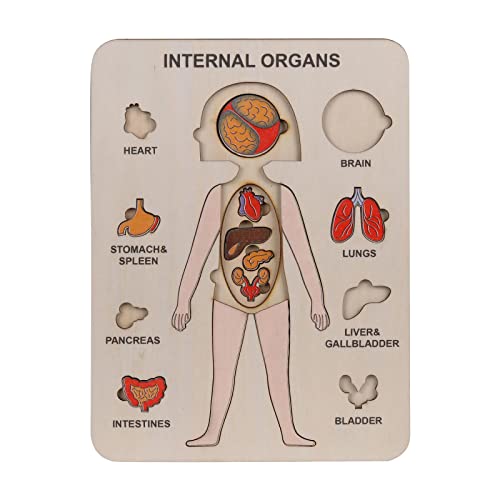 Kinderpuzzle Homeschooling Holzklassenspiel Wissenschaftspuzzle Puzzle Organpuzzles Holzspiel Anatomiepuzzle Menschliches Puzzlespielzeug Bodenpuzzles Geschenke für Jungen Mädchen (A, One Size) von Generisch