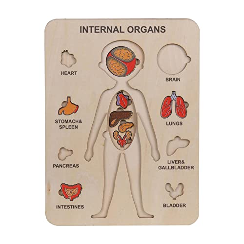 Kinderpuzzle Homeschooling Holzklassenspiel Wissenschaftspuzzle Puzzle Organpuzzles Holzspiel Anatomiepuzzle Menschliches Puzzlespielzeug Bodenpuzzles Geschenke für Jungen Mädchen (B, One Size) von Generisch